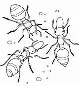 Mieren Insecten sketch template