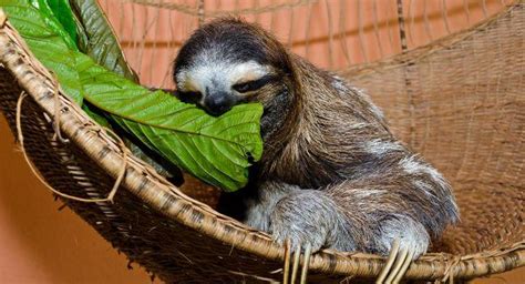 sloth sanctuary of costa rica review tortuguero and the caribbean coast costa rica sight