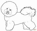 Bichon Frise Coloring Pages Dog Maltese Drawing Printable Puppy Supercoloring Dogs Getdrawings Drawings Short Sketches sketch template