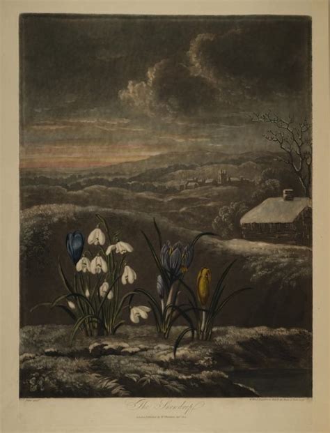 plates from robert thornton s temple of flora 1807 the