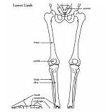 Limb Lower Body Human Coloring Skeleton Category Anatomy sketch template
