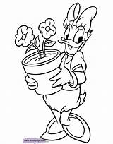 Daisy Coloring Duck Pages Disneyclips Flowers Margarida Minnie Para Potted sketch template