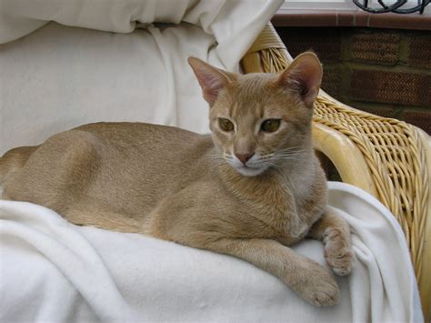 abyssinian cats fawn friday
