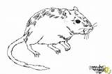 Gerbil Draw Step Coloring Drawingnow sketch template