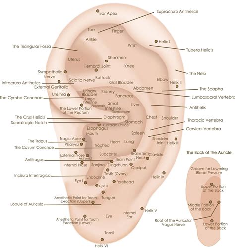 acupuncture auricular therapy points acupressure treatment