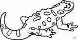 Salamander Salamandra Ausmalbilder Ausmalbild Kolorowanka Triton Colorare Pages Salamandras Kameleon Gefleckter Disegno Anfibio Anfibi Kolorowanki Ausdrucken Dibuos Gady sketch template