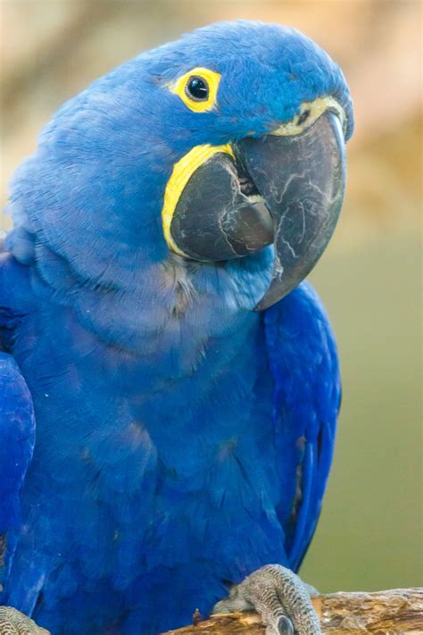 hyacinth macaw  stock photo public domain pictures