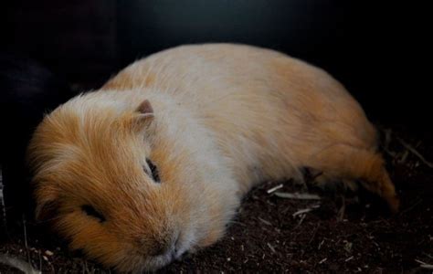 guinea pigs   dark    properly clever pet owners