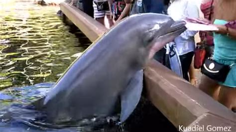 Video Dolphin Snatches Womans Ipad At Seaworld Fox 5 San Diego