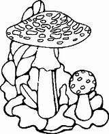 Coloring Pages Mushrooms Coloringpages1001 sketch template