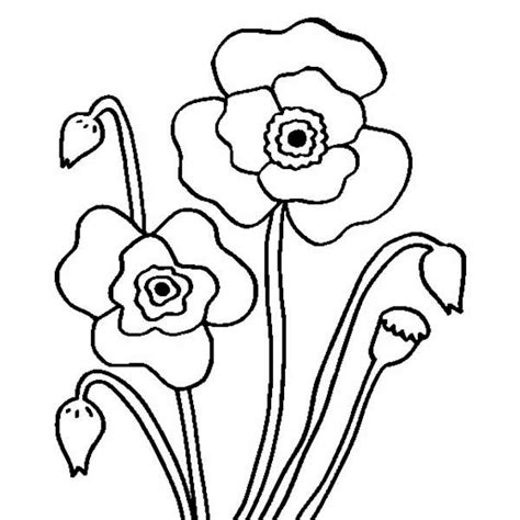 blossom poppy flower coloring page color luna