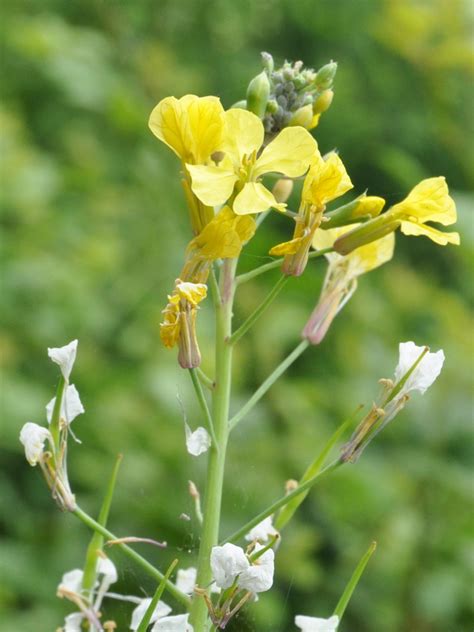 Look out for your first n. Ravanello selvatico - fiori e foglie