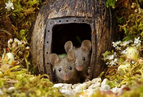 man discovers  family  mice living   backyard builds   epic village