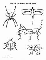 Insect Coloring Spider sketch template
