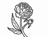 Peony Coloring Colorear Coloringcrew Flowers sketch template