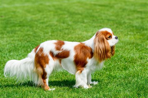 exhaustive list  spaniel breeds  pictures dogappy