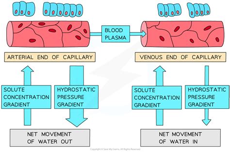 aqa  level biology capillaries tissue fluid