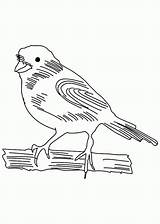 Canary Coloring Pages Sketch Bird Popular Coloringhome sketch template