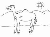 Unta Mewarnai Dromadaire Camels Pasir Padang Diwarnai Sahara Coloriage Bestcoloringpagesforkids Children Dessin Designlooter Coloriages Entitlementtrap sketch template