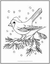 Bird Coloring Snow Winter Branch Tree Kids Activity Pine Perched Weathering Fun Beautiful High Make Will sketch template