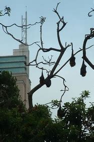 urban bats