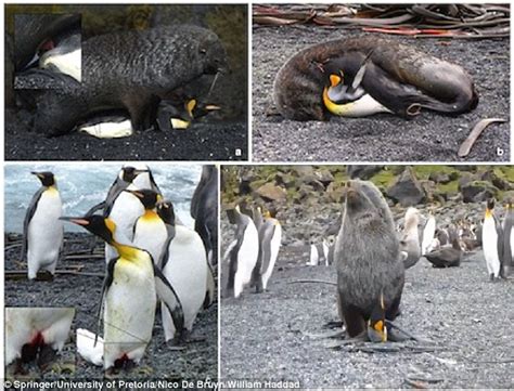Why Are Seals Having Sex With Penguins Daily Mail Online
