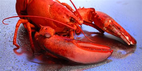 scientists finally figure   lobsters turn red  cooked huffpost