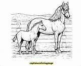Horse Coloring Pages Book Plus Google Twitter sketch template