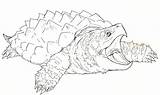 Snapping Crocodile Alligator sketch template