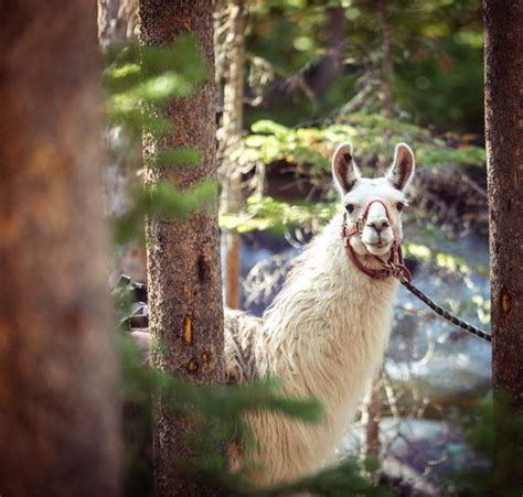guard llamas  sheep safe  coyotes rmla rocky mountain llama  alpaca association