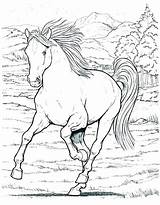 Horse Coloring Pages Appaloosa Show Printable Getcolorings Getdrawings Horses Color Print Jumping sketch template