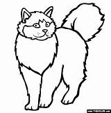 Cat Coloring Cats Pages Ragdoll Color Himalayan Breed Clipart Designlooter Thecolor Drawings Library 565px 07kb sketch template