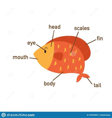 fish vocabulary part  bodyvector stock vector illustration  animal guide