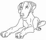 Honden Hond sketch template