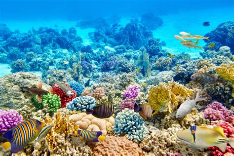 coral reef protection   important sailingeurope blog
