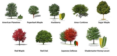 trees types  trees