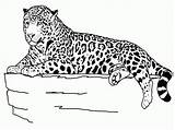 Coloring Cheetah Pages Baby Jaguar Cute Library Clipart sketch template
