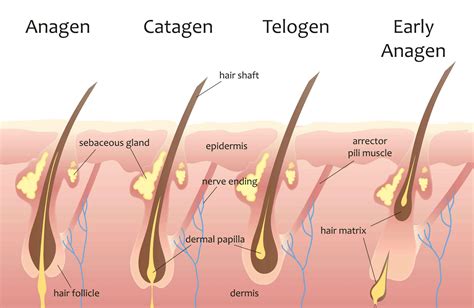 hair grow     stages