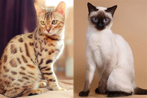 bengal siamese mix cat info pictures characteristics facts hepper