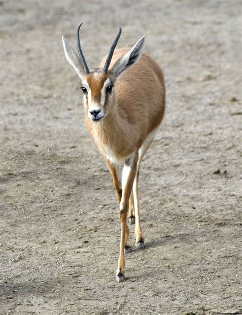 gazelle mammal britannica