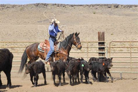 photo  cowboys roping cattle  photo stock source cowboys flagstaff arizona usa cowboy