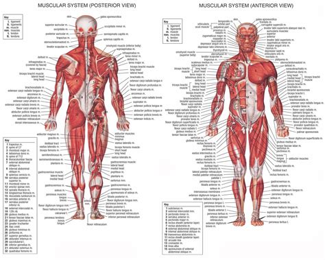 anatomy   human body muscles anatomy picture reference  health news