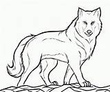 Coloring Pages Baby Wolves Wolf Printable Comments sketch template