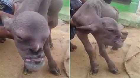 Bizarre Mutant Goat With A Human Face Terrified Locals In