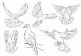 Dove Sketches Drawing Bird Draw Drawings Tattoo Pages Information Perched sketch template