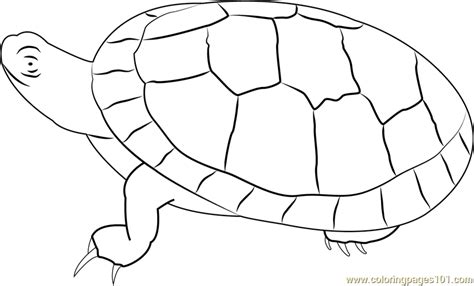 southern painted turtle coloring page  kids  turtles printable