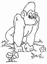 Gorilla Coloring Pages Cute Printable Color Mountain Print Getcolorings Pag Popular sketch template