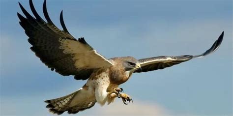 science   hawks    natures deadliest hunters raw story