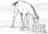 Cheval Kleurplaten Colt Caballo Pferde Bebiendo Paard Potrillo Poulain Colorier Boit Eau Trog Pferd Drinkt Koud Kleurplaat sketch template