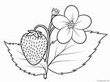 Strawberry Coloring Coloring4free Pages Flower Related Posts sketch template